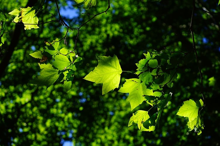 Sycamore tree