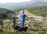 A new landscape for Welsh farmers