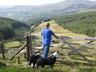 A new landscape for Welsh farmers
