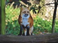Senedd Member backs calls to ban fox hunting on MOD land