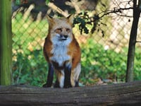 Senedd Member backs calls to ban fox hunting on MOD land