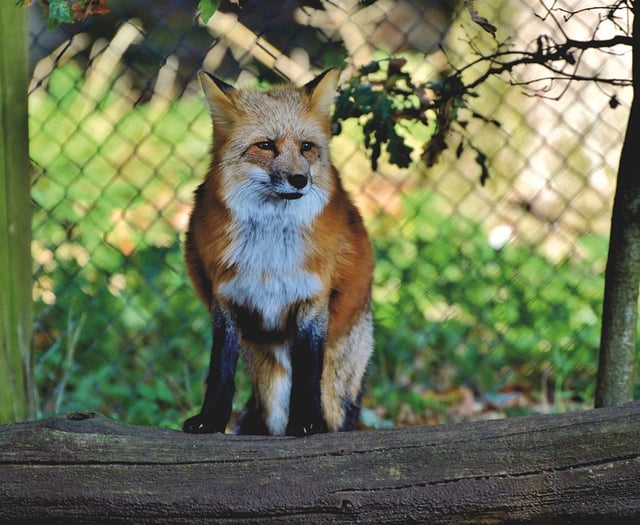 Senedd Member backs calls to ban fox hunting on MOD land