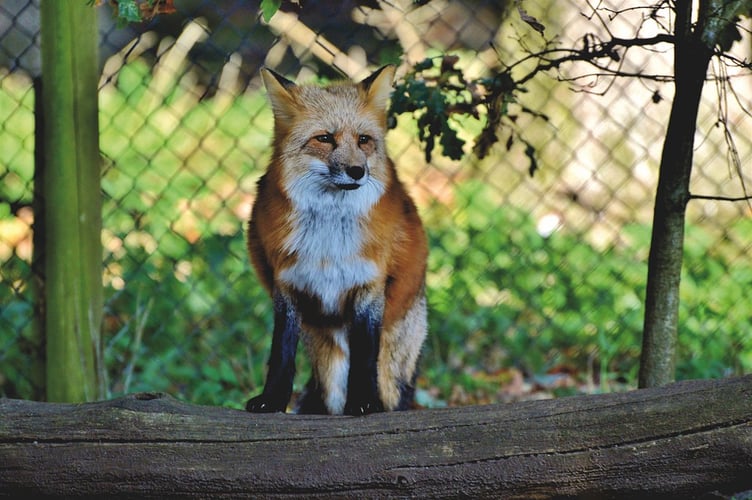 Fox