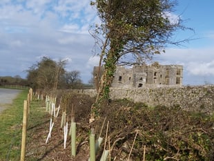 Pembrokeshire Coast Charitable Trust’s woodland conservation milestone