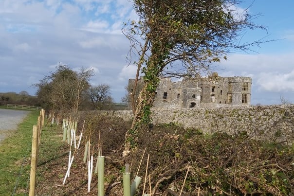 Planting near Carew Castle