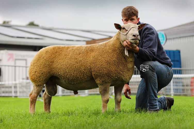 Leading Charollais trade at the NSA Main Builth Sale on Monday (23rd September) was a shearling ram from the Robleston flock of RG and RA Jones and Son, Haverfordwest, selling for 3500gns.