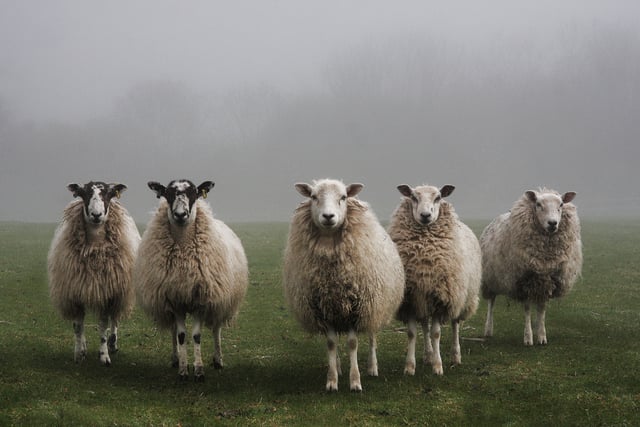 NFU Cymru urges Natural Resources Wales to reverse sheep dip decision