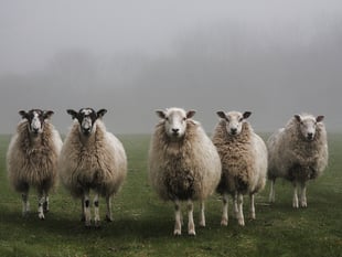 NFU Cymru urges Natural Resources Wales to reverse sheep dip decision