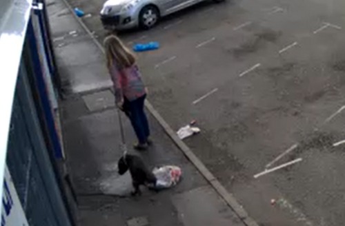 CCC dog fouling