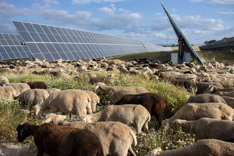 Sheep grazing by solar panels at Talayuela