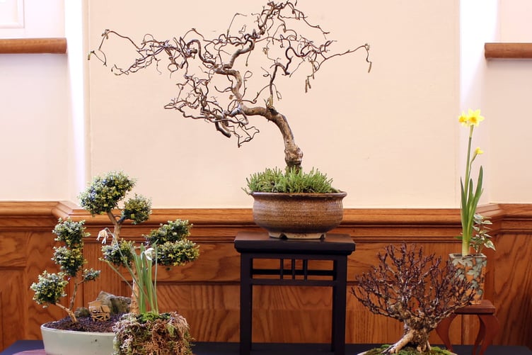 Dragon Bonsai Club