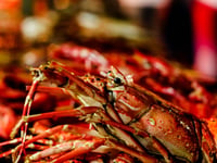 WATCH: Welsh Government’s lavish ‘lobster kebabs’ spending in the USA