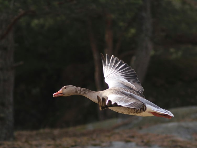Greylag goose in flight