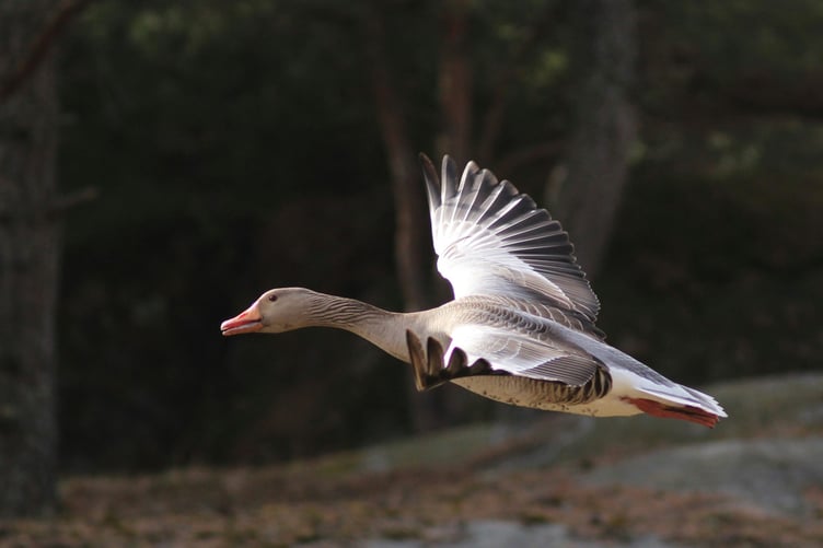 Greylag goose in flight