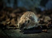 First ever National Hedgehog Conservation Strategy launched