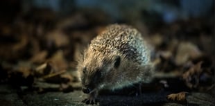 First ever National Hedgehog Conservation Strategy launched