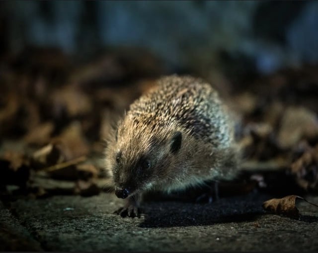 First ever National Hedgehog Conservation Strategy launched