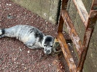 WATCH: Seal pup found in Cleddau rescued by RSPCA