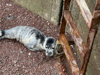 WATCH: Seal pup found in Cleddau rescued by RSPCA