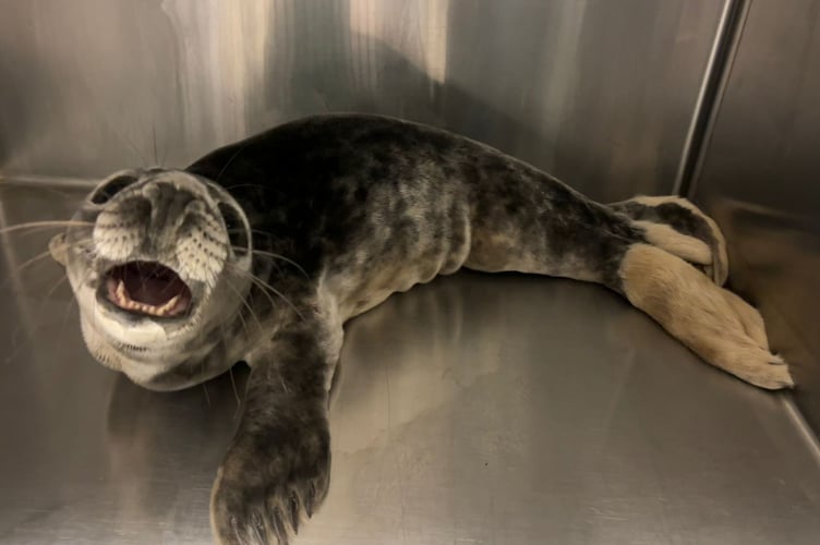 Calippo is one of many seals that will be admitted to RSPCA West Hatch Wildlife Centre this ‘seal pup season’ - which typically runs from September to March.