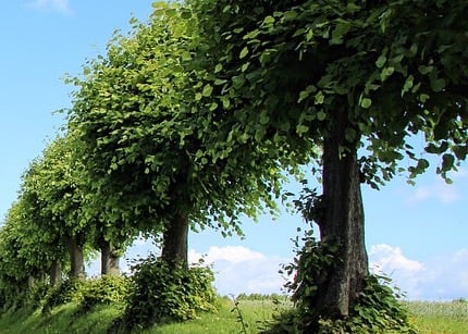 trees