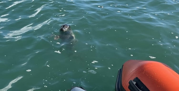 The power boat training drew an interested bystander