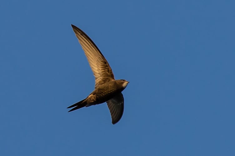In the UK, Swifts predominantly nest in holes in buildings, which modern buildings rarely provide unless they are incorporated into the design.