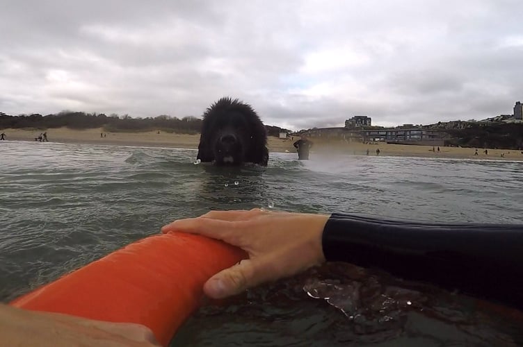 Tenby surf dog