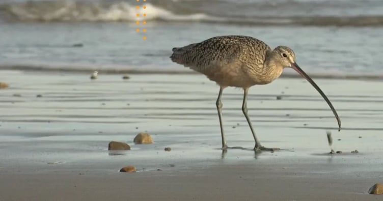 Kate Lock, Skomer Marine Conservation Zone Officer for Natural Resources Wales, said: “By supporting the Pembrokeshire Marine Code, we help reduce disturbance to sensitive species, aligning with our conservation goals and helping the public enjoy the coast responsibly.”