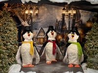 Penguins sing carols for charity at Haverfordwest store!