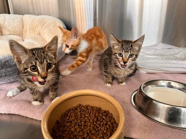 In June three kittens - estimated to be aged around eight weeks old - were abandoned in Abergele.