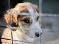 Number of pets abandoned in Dyfed rose by more than a quarter