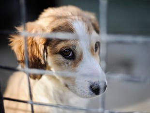 Number of pets abandoned in Dyfed rose by more than a quarter