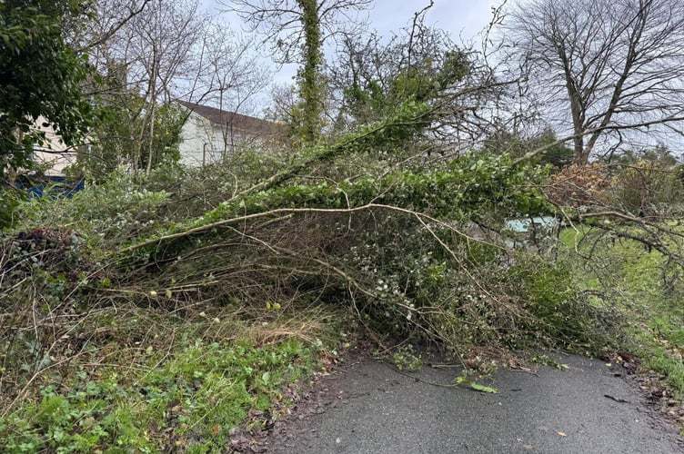 Storm Darragh tree