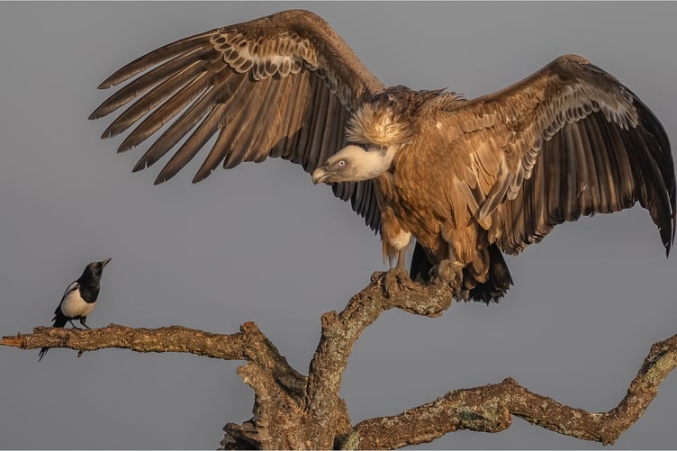 Digital Section Gold Winner Magpie Griffon Vulture Confrontation