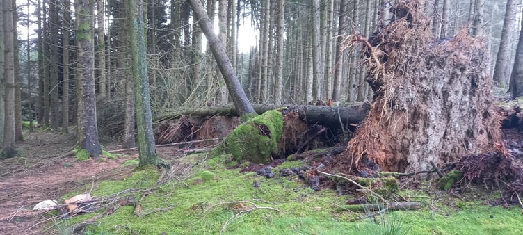 Storm Darragh caused extensive damage to the island's plantations