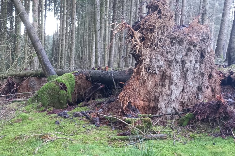Storm Darragh caused extensive damage to the island's plantations