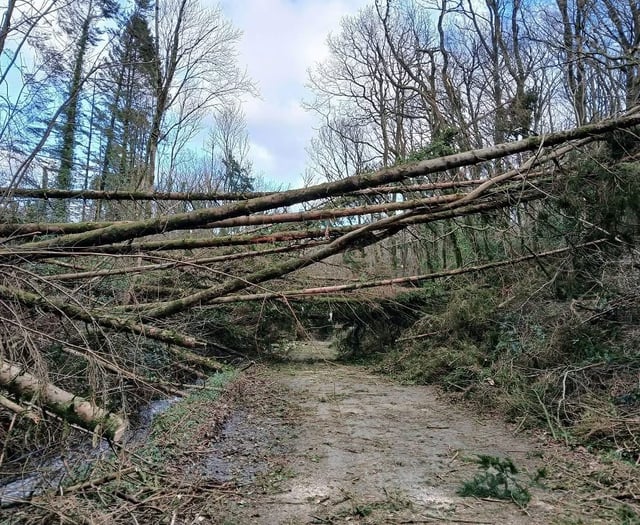 Council urges private landowners to check trees for storm damage