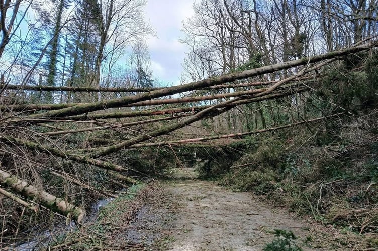 Following Storm Darragh at the weekend the Local Authority has undertaken extensive tree clearing to ensure the highway network is free from obstructions.