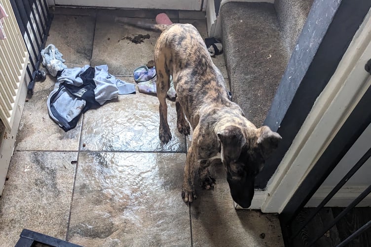 RSPCA pembroke dock case