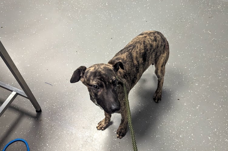 One of the dogs after being rescued by RSPCA Inspector Keith Hogben.