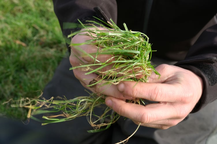 Farmers are invited to participate in pioneering demonstration trials of a range of Welsh-made, seaweed-derived biostimulants and fertilisers developed by a Pembrokeshire based regenerative ocean farm.