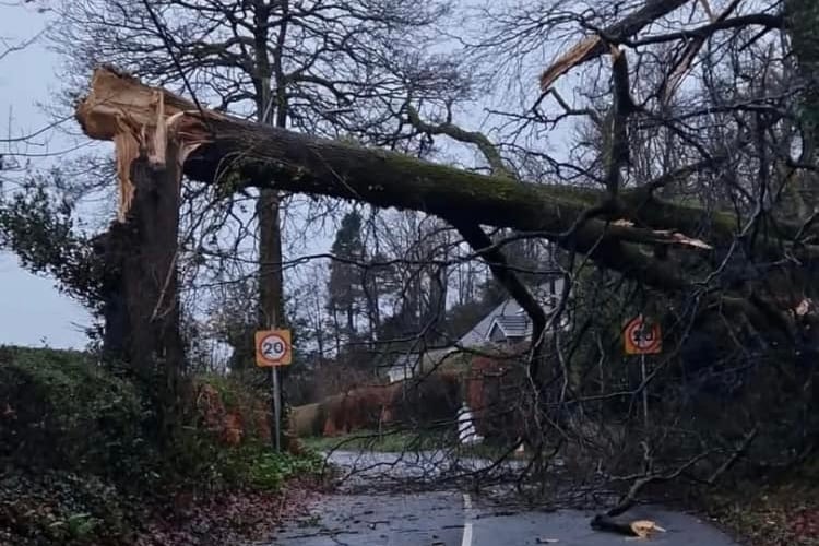 Tree down