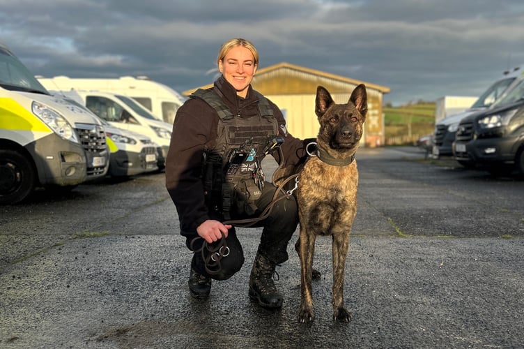 Hannah has been working in the force for more than six years and has worked most Christmas Days as a response officer based in Llanelli. This year it will be her first as a dog handler with her three-year-old police dog Rogue.