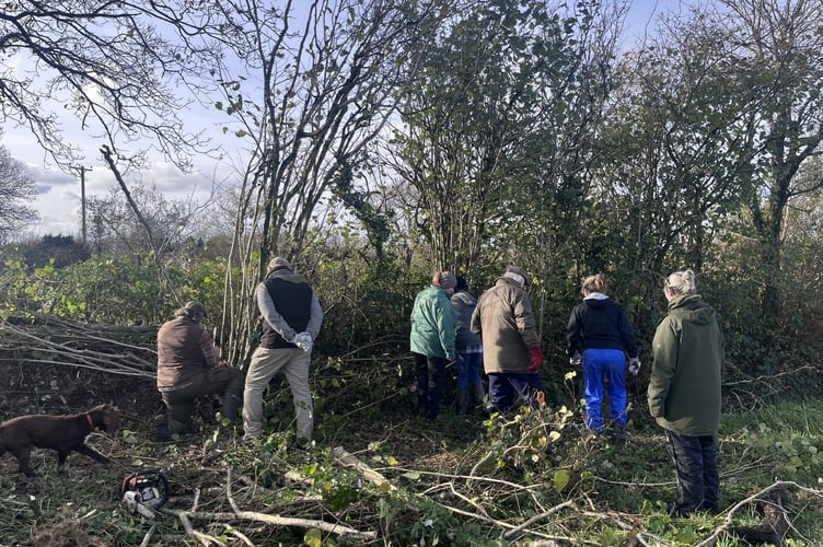 Redberth Croft CIC volunteers laying hedges in the field where the 'market garden' will be located