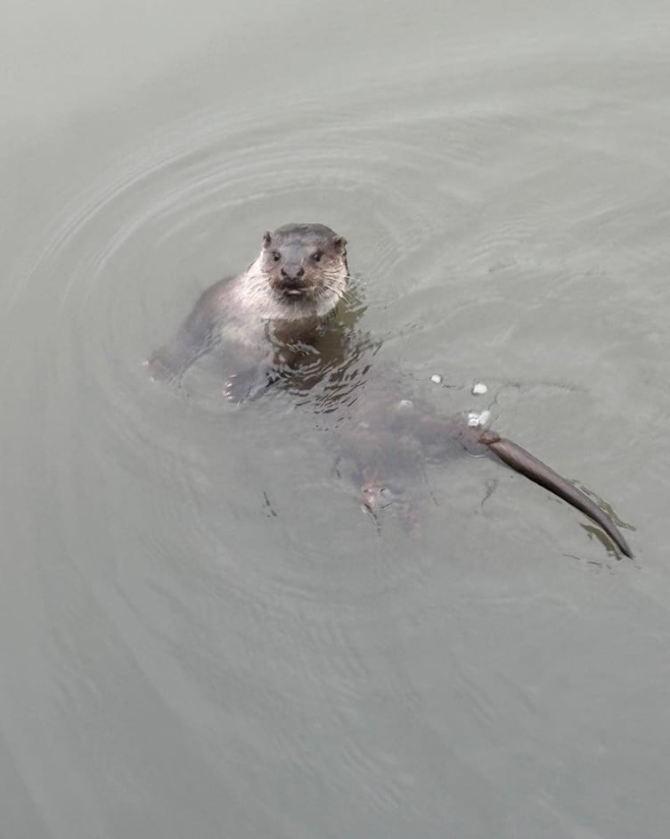 ‘Oliver’ the otter in Pembroke Mill Pond