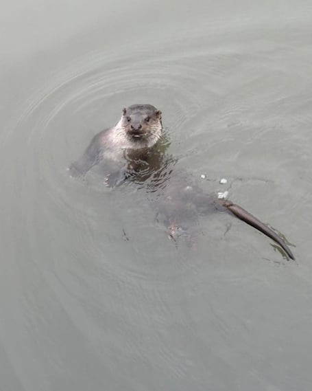 ‘Oliver’ the otter in Pembroke Mill Pond
