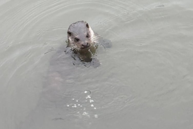‘Oliver’ the otter, Pembroke Mill Pond