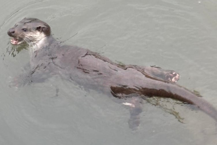 ‘Oliver’ the otter, Pembroke Mill Pond
