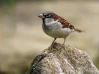 Join RSPB's Big Garden Birdwatch, Count Birds